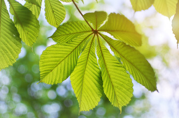 Fototapeta na wymiar Spring leaf of chestnut.