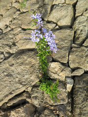 Pale blue flower in stone wall