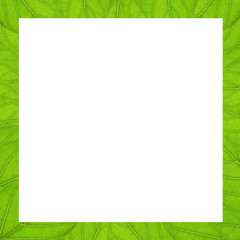 Square frame of green texture leaves with a white background