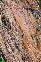 Closeup of the bark of an old tree