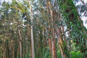 Fototapeta premium green forest in the spring