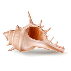 Vector illustration, badges, stickers, seashell murex in realistic style isolated on white. Print, template, design element