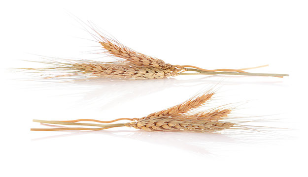 Barley ear isolated on a white background.
