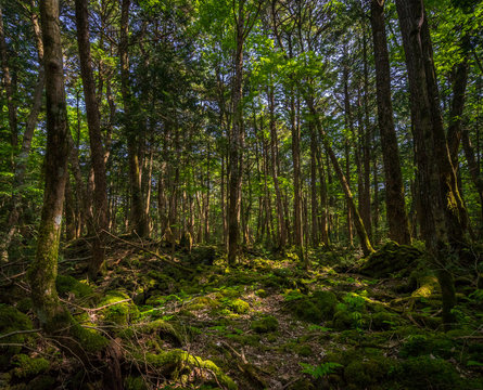 Aokigahara Forest. Mysterious forest in the Japanese Mount Fuji region. Mossy floor and moody light. It is known as suicide forest. Many people disappear here, most of them are commiting suicide. © Marvin