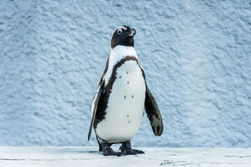 Obraz premium Humboldt Penguin - フンボルトペンギン２