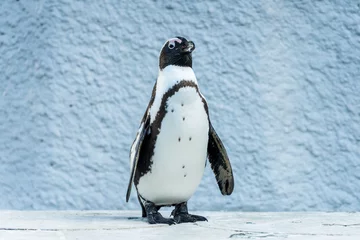 Poster Humboldt Penguin - フンボルトペンギン２ © onotorono