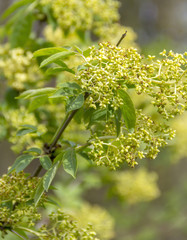 tree blossom closeup