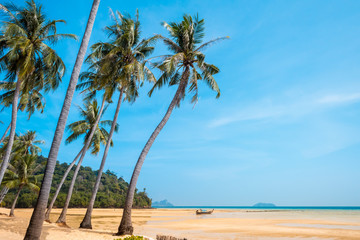 Palm and tropical beach Phi phi island Thailand