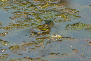 Seefrosch im Tümpel