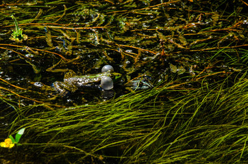 Frog in a swamp