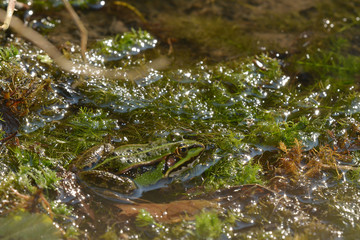 Seefrosch im Tümpel