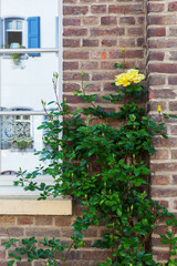 rambling rose at a house wall