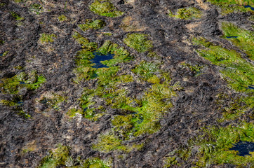Green algae pollution on a water surface