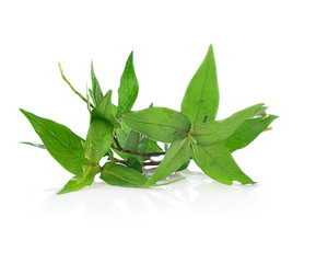 Vietnamese Coriander isolated on white background.