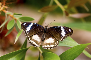 Kelebek