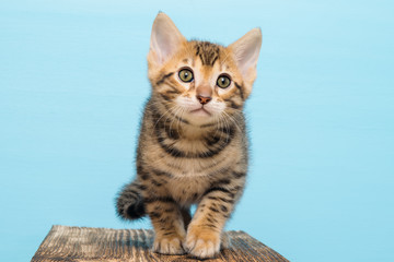 Obraz premium Small kitten of Bengal, on a blue background goes