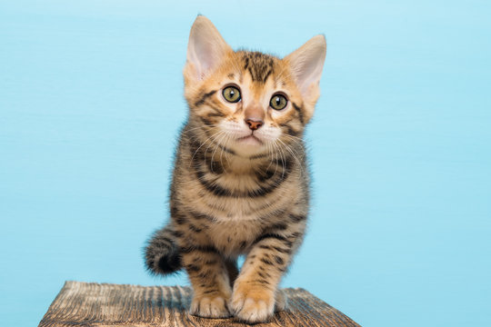Small kitten of Bengal, on a blue background goes
