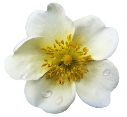 Fototapeta na wymiar Wild rose on a white isolated background with clipping path. No shadows. Closeup. Dew drops on a white flower. Nature.