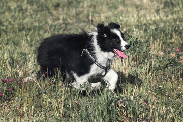 Puppy Border Collie is playing on the lawn