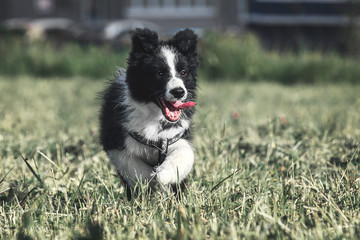 Puppy Border Collie is playing on the lawn