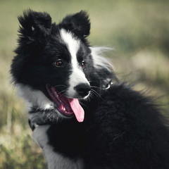 Puppy Border Collie is playing on the lawn