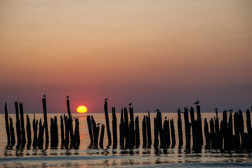 Purple sunset and silhouettes of birds