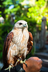 Portrait of a bald eagle (lat. haliaeetus leucocephalus)..Bald eagle on the hand..Falconer with Peregrine Falcon crossbred with a Prarie Falcon and Gyrfalcon mix sitting on gloved hand of handler.