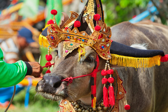 Driver man hold bulls team harnessed in cart on traditional balinese water buffalo race Makepung. Indonesian people culture, Bali ethnic festivals and events