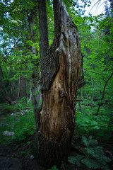 stripped_bark_upright_tree_II