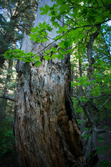 stripped_bark_upright_tree