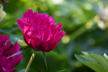 Rosa Pfingstrose f&uuml;r Postkarte. Sommer im Garten