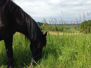 Pferd am Grasen