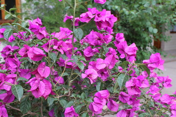 Spring Flowers in Qinghai Province China Amdo Tibet Asia 