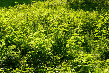 meadow with stinging nettle plants