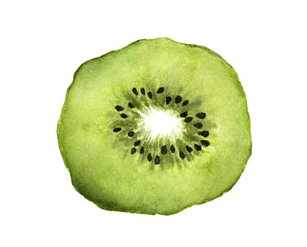 Slice of fresh kiwi fruit. Hand drawn watercolor painting on white background.