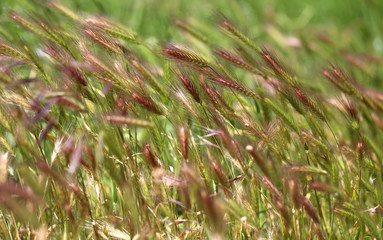 Photo of a beautiful grass background