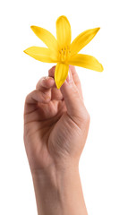 yellow lily flower in a female hand