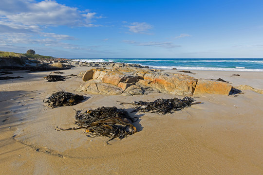 Many huge Bull kelp (Bullwhip kelp) washed ashore in Tasmania, Australia .