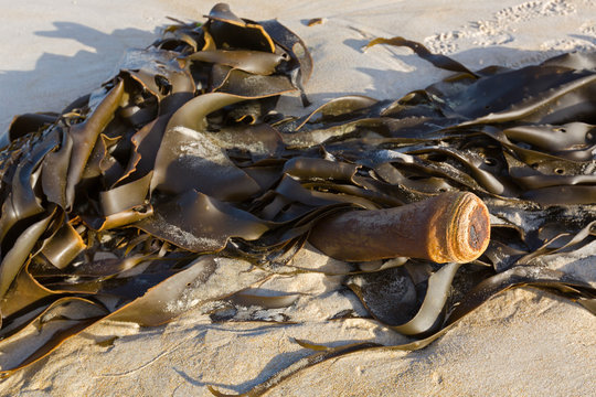 Bull kelp (Bullwhip kelp) washed ashore showing cylindrical stipe in Tasmania, Australia.
