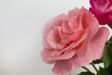  pink rose closeup on a white background