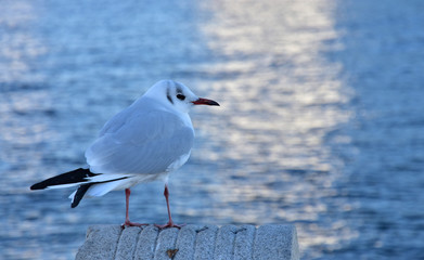 A sight of a sea bird at a sunny port