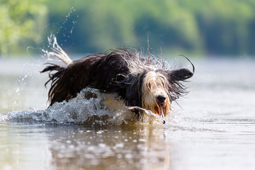 bearded collie runs in a lake