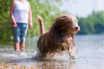 bearded collie runs in a lake
