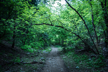 Fototapeta na wymiar forest_path_II