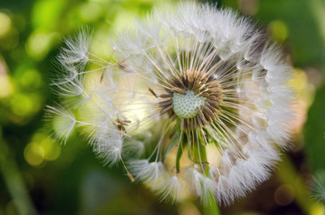 Dandelion flower