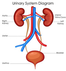 Medical Education Chart of Biology for Urinary System Diagram