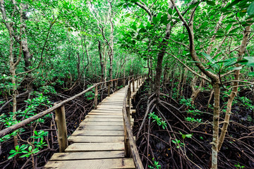 Fototapeta premium beautiful view of wooden walkway in african green rainforest