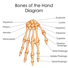 Medical Education Chart of Biology for Bones of Hand Diagram