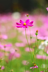 Pink flower in front of other flower in background, pink flower among tree, pink flower with blur background