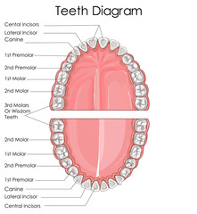 Medical Education Chart of Biology for Human Teeth Diagram